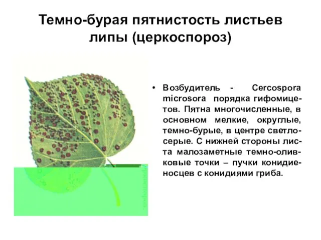 Темно-бурая пятнистость листьев липы (церкоспороз) Возбудитель - Cercospora microsora порядка