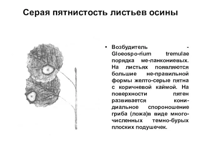 Серая пятнистость листьев осины Возбудитель - Gloeospo-rium tremulae порядка ме-ланкониевых.