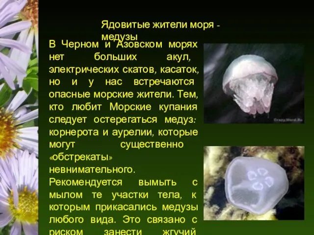 Ядовитые жители моря - медузы В Черном и Азовском морях