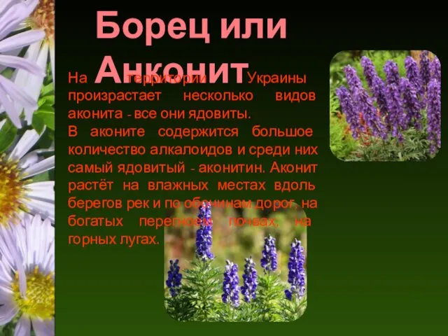 Борец или Анконит На территории Украины произрастает несколько видов аконита