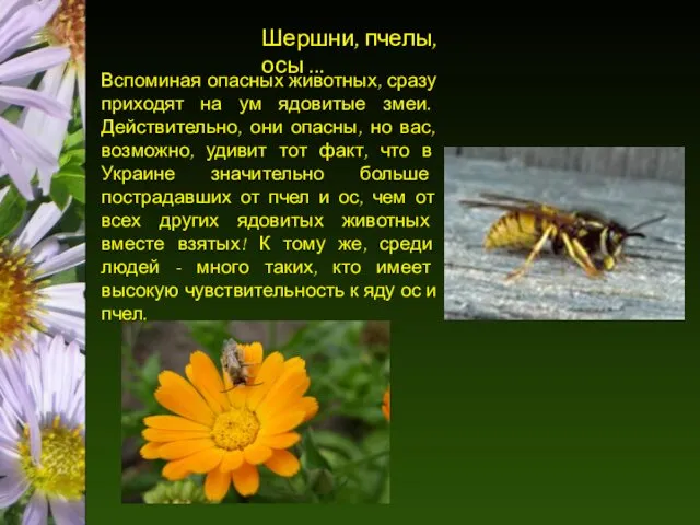 Шершни, пчелы, осы ... Вспоминая опасных животных, сразу приходят на