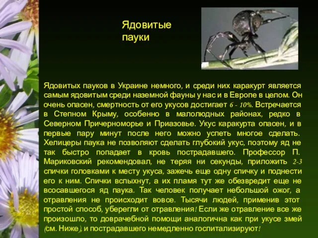 Ядовитые пауки Ядовитых пауков в Украине немного, и среди них