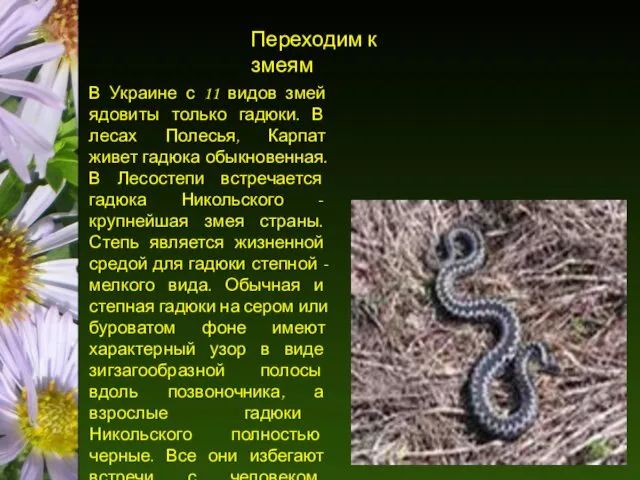 Переходим к змеям В Украине с 11 видов змей ядовиты