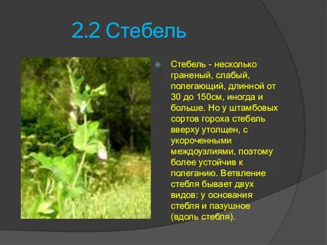 2.2 Стебель Стебель - несколько граненый, слабый, полегающий, длинной от