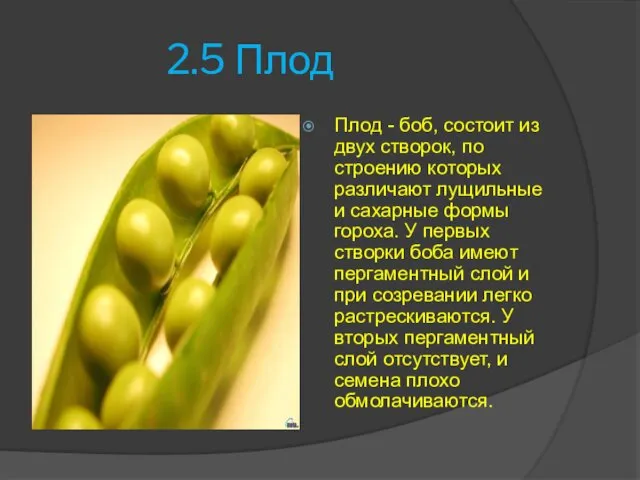 2.5 Плод Плод - боб, состоит из двух створок, по