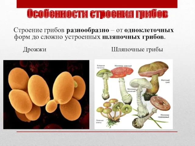 Особенности строения грибов Строение грибов разнообразно – от одноклеточных форм до сложно устроенных