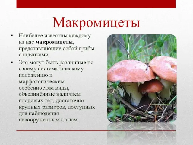 Макромицеты Наиболее известны каждому из нас макромицеты, представляющие собой грибы с шляпками. Это