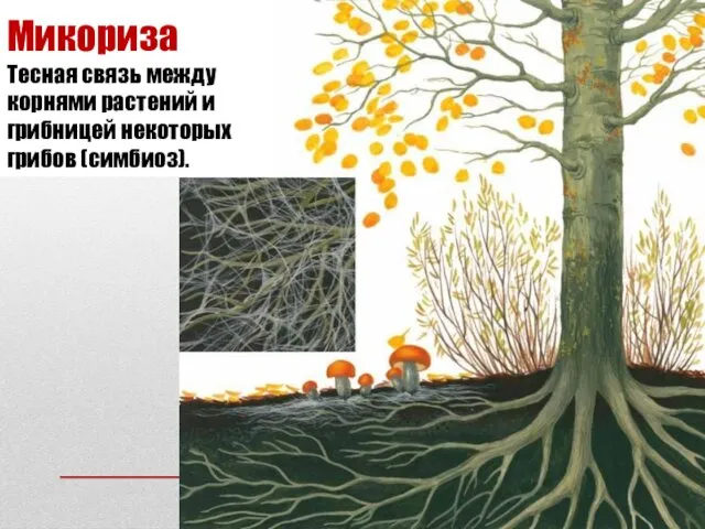 Микориза Тесная связь между корнями растений и грибницей некоторых грибов (симбиоз).