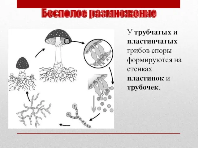 Бесполое размножение У трубчатых и пластинчатых грибов споры формируются на стенках пластинок и трубочек.