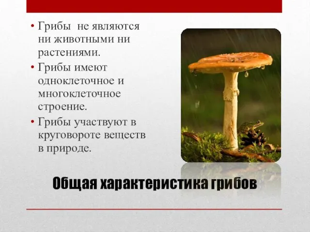 Общая характеристика грибов Грибы не являются ни животными ни растениями. Грибы имеют одноклеточное
