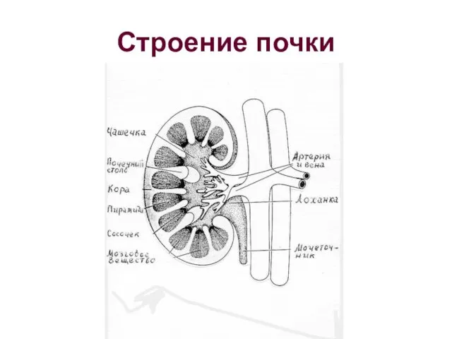 Строение почки