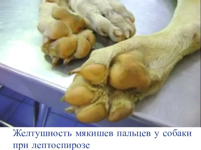 Желтушность мякишев пальцев у собаки при лептоспирозе