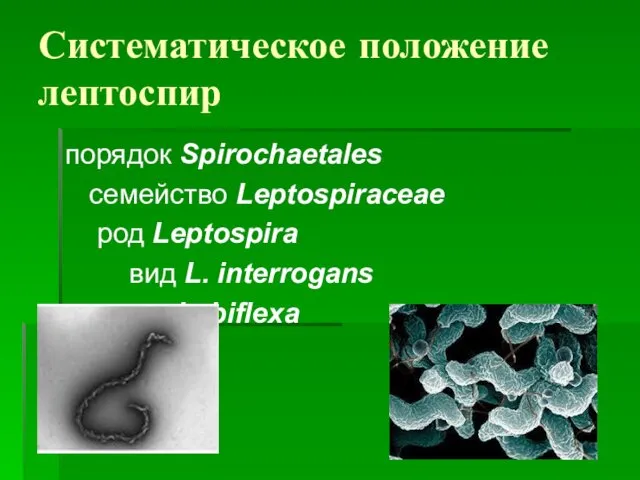 Систематическое положение лептоспир порядок Spirochaetales семейство Leptospiraceae род Leptospira вид L. interrogans L. biflexa
