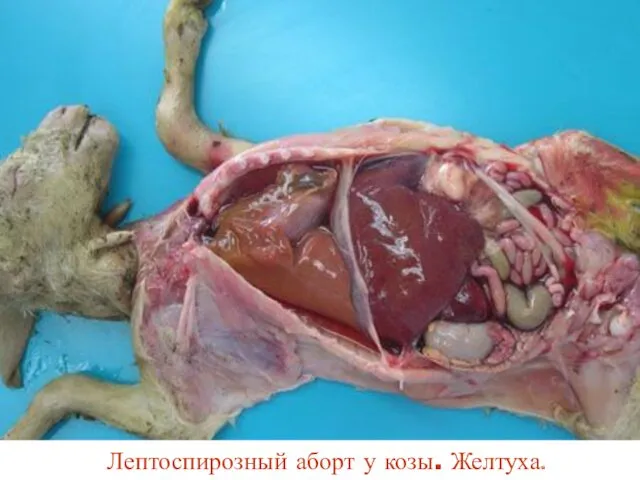 Лептоспирозный аборт у козы. Желтуха.