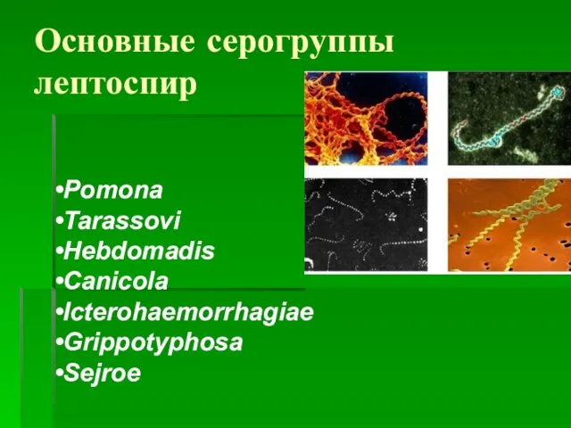 Основные серогруппы лептоспир Pomona Tarassovi Hebdomadis Canicola Icterohaemorrhagiae Grippotyphosa Sejroe