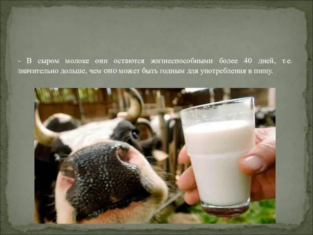 - В сыром молоке они остаются жизнеспособными более 40 дней,