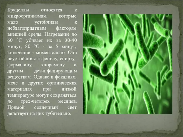 Бруцеллы относятся к микроорганизмам, которые мало устойчивы к неблагоприятным факторам