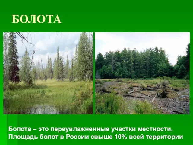 БОЛОТА Болота – это переувлажненные участки местности. Площадь болот в России свыше 10% всей территории