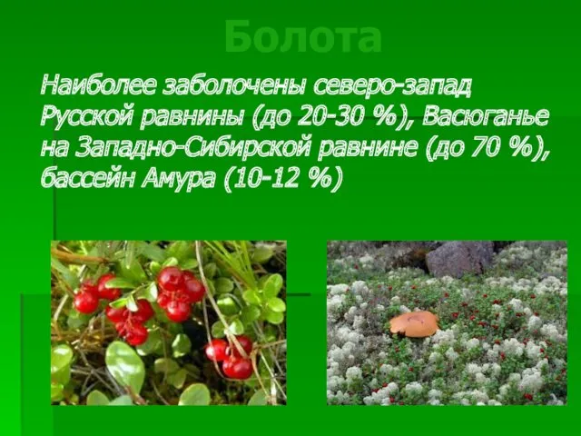 Наиболее заболочены северо-запад Русской равнины (до 20-30 %), Васюганье на