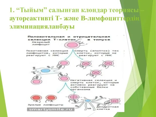 1. “Тыйым” салынған клондар теориясы – аутореактивті Т- және В-лимфоциттердің элиминацияланбауы