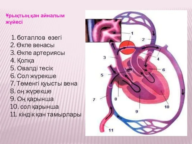 Ұрықтың қан айналым жүйесі 1. боталлов өзегі 2. Өкпе венасы