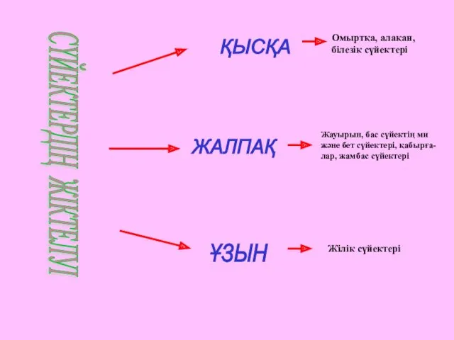 СҮЙЕКТЕРДІҢ ЖІКТЕЛУІ ҚЫСҚА ЖАЛПАҚ ҰЗЫН Омыртқа, алақан, білезік сүйектері Жауырын, бас сүйектің ми