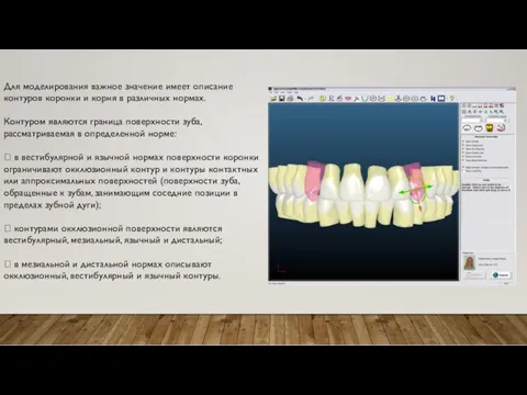 Для моделирования важное значение имеет описание контуров коронки и корня