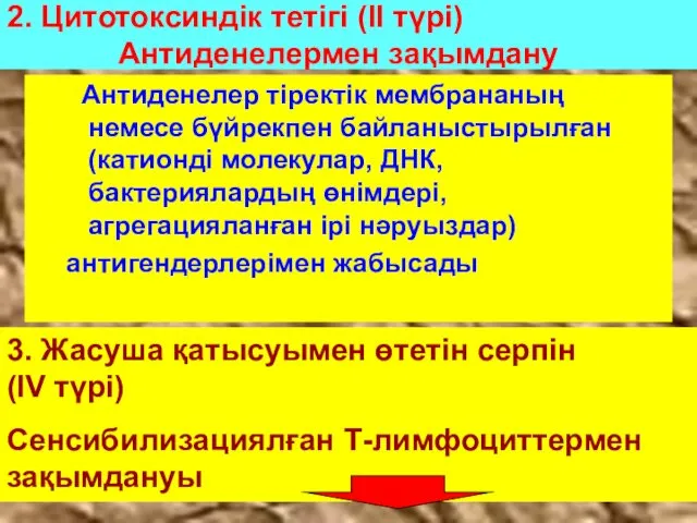 2. Цитотоксиндік тетігі (II түрі) Антиденелермен зақымдану Антиденелер тіректік мембрананың