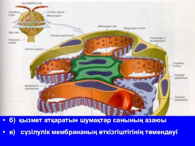 б) қызмет атқаратын шумақтар санының азаюы в) сүзілулік мембрананың өткізгіштігінің төмендеуі