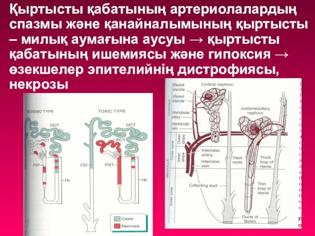 Қыртысты қабатының артериолалардың спазмы және қанайналымының қыртысты – милық аумағына
