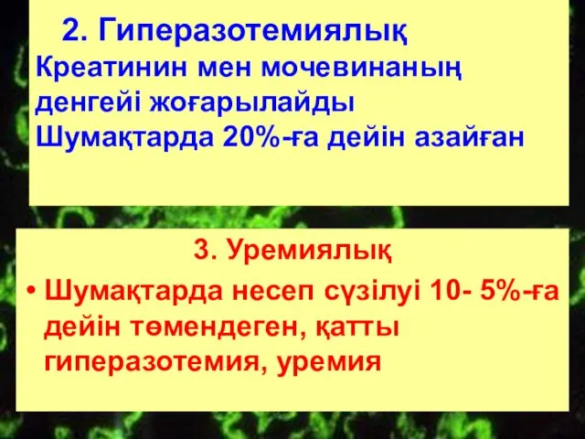 2. Гиперазотемиялық Креатинин мен мочевинаның денгейі жоғарылайды Шумақтарда 20%-ға дейін