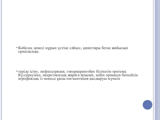 Көбелек денесі мұрын үстіне сәйкес, қанаттары бетке жайылып орналасады. теріде