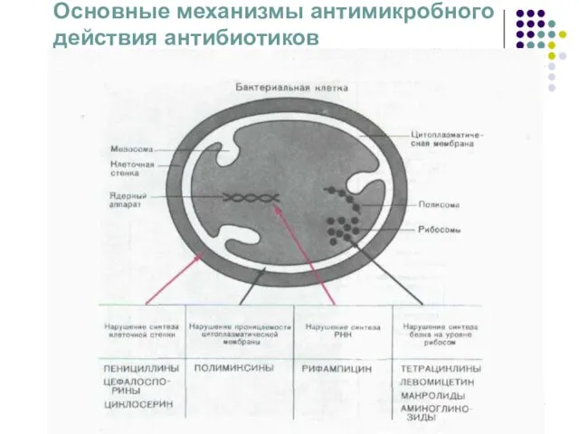 Основные механизмы антимикробного действия антибиотиков