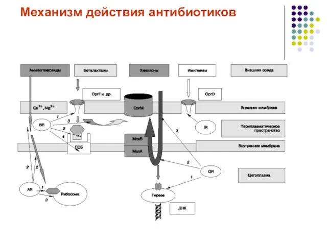 Механизм действия антибиотиков