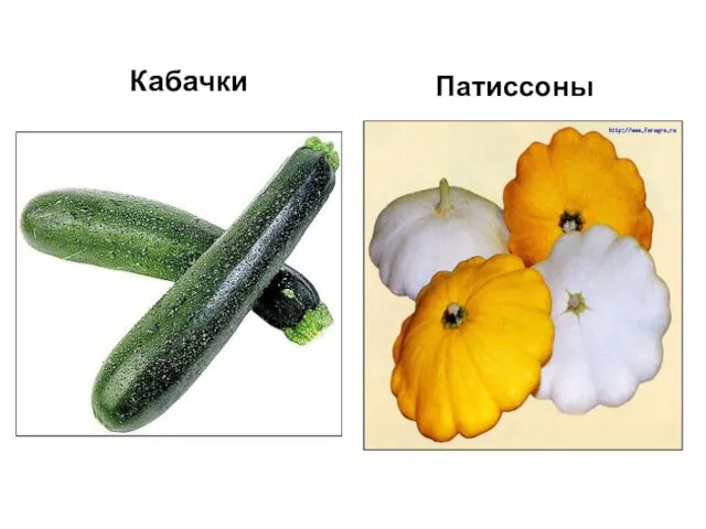 Кабачки Патиссоны