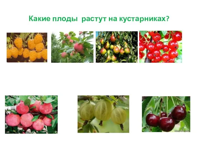 Какие плоды растут на кустарниках?