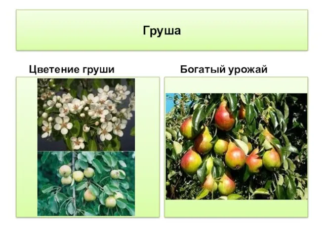 Груша Цветение груши Богатый урожай