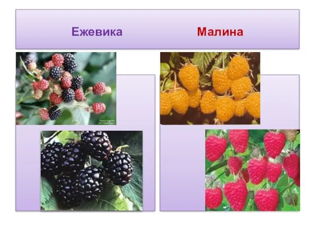 Ежевика Малина