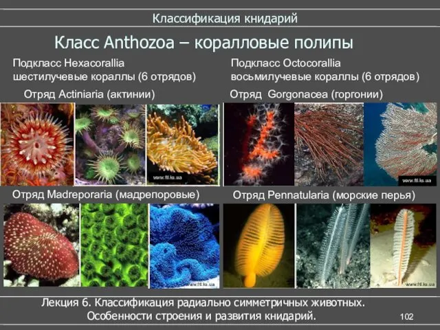 Классификация книдарий Класс Anthozoa – коралловые полипы Подкласс Octocorallia восьмилучевые