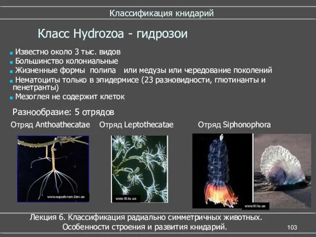 Классификация книдарий Класс Hydrozoa - гидрозои Известно около 3 тыс.