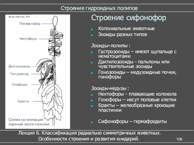 Строение гидроидных полипов Строение сифонофор Колониальные животные Зооиды разных типов