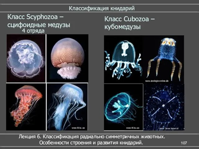 Классификация книдарий Класс Scyphozoa – сцифоидные медузы www.ftl.ks.ua 4 отряда