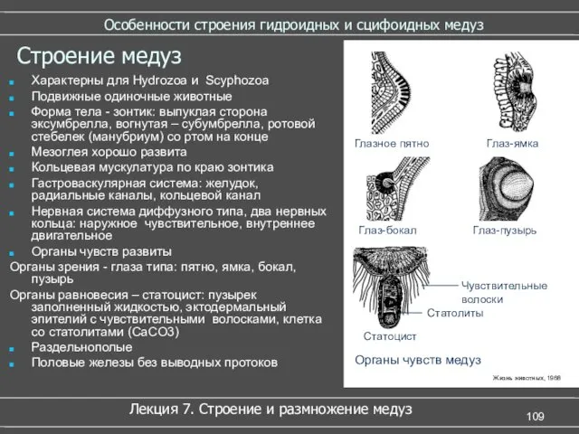 Особенности строения гидроидных и сцифоидных медуз Лекция 7. Строение и