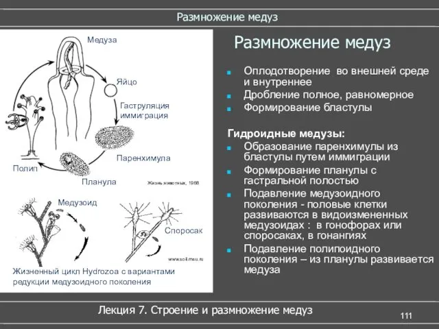 Размножение медуз Гаструляция иммиграция Паренхимула Паренхимула Планула Полип Жизненный цикл