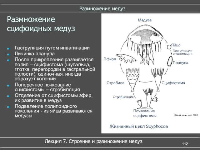 Размножение медуз Размножение сцифоидных медуз Жизненный цикл Scyphozoa Медуза Яйцо