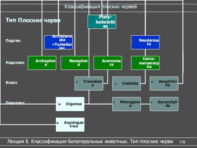 Классификация плоских червей Лекция 8. Классификация билатеральных животных. Тип плоские