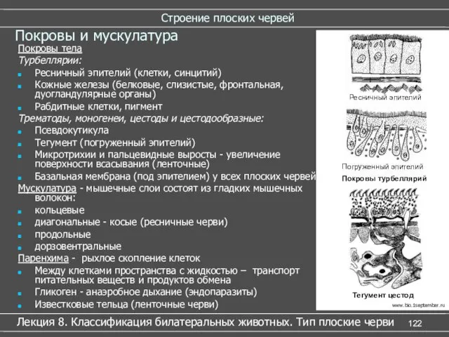 Строение плоских червей Лекция 8. Классификация билатеральных животных. Тип плоские