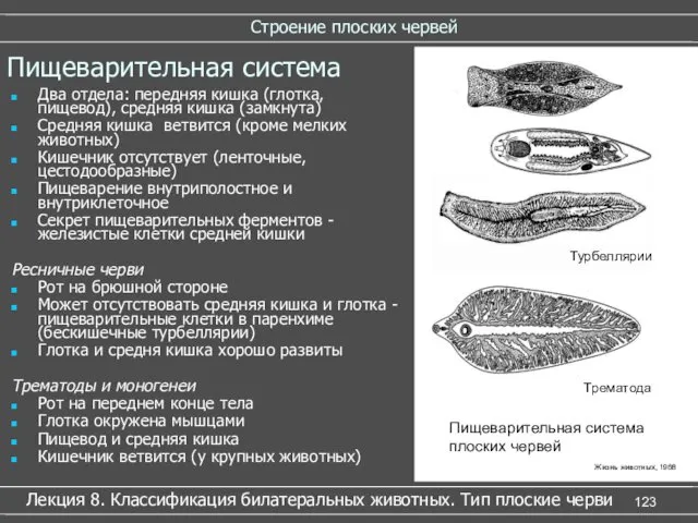 Строение плоских червей Лекция 8. Классификация билатеральных животных. Тип плоские