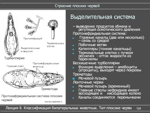 Строение плоских червей Лекция 8. Классификация билатеральных животных. Тип плоские