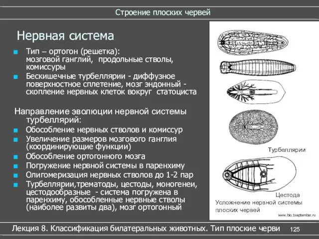 Строение плоских червей Лекция 8. Классификация билатеральных животных. Тип плоские